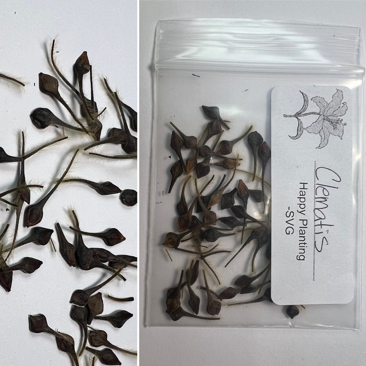 Clematis 15-Count Mixed Seed Pack - Exquisite Varieties for Your Garden