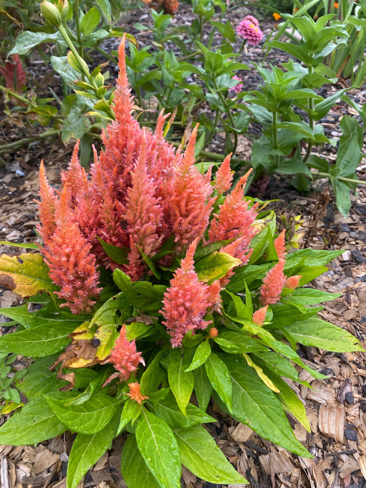 Plume Celosia Cockscomb 100+ Count Color Variety Seed