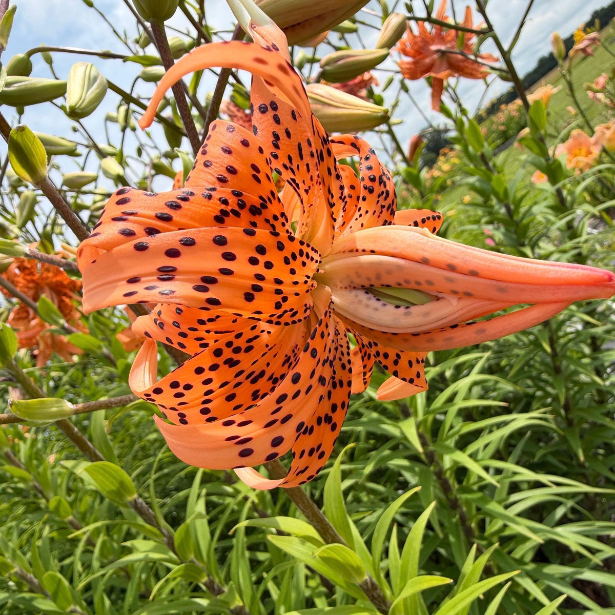 Orange Double Bloom Tiger Lily – 1 Live Bulb | Unique Spotted Blooms