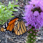 Blazing Star Seeds – 100+ Seeds | Purple Liatris Perennial | Butterfly & Pollinator Favorite
