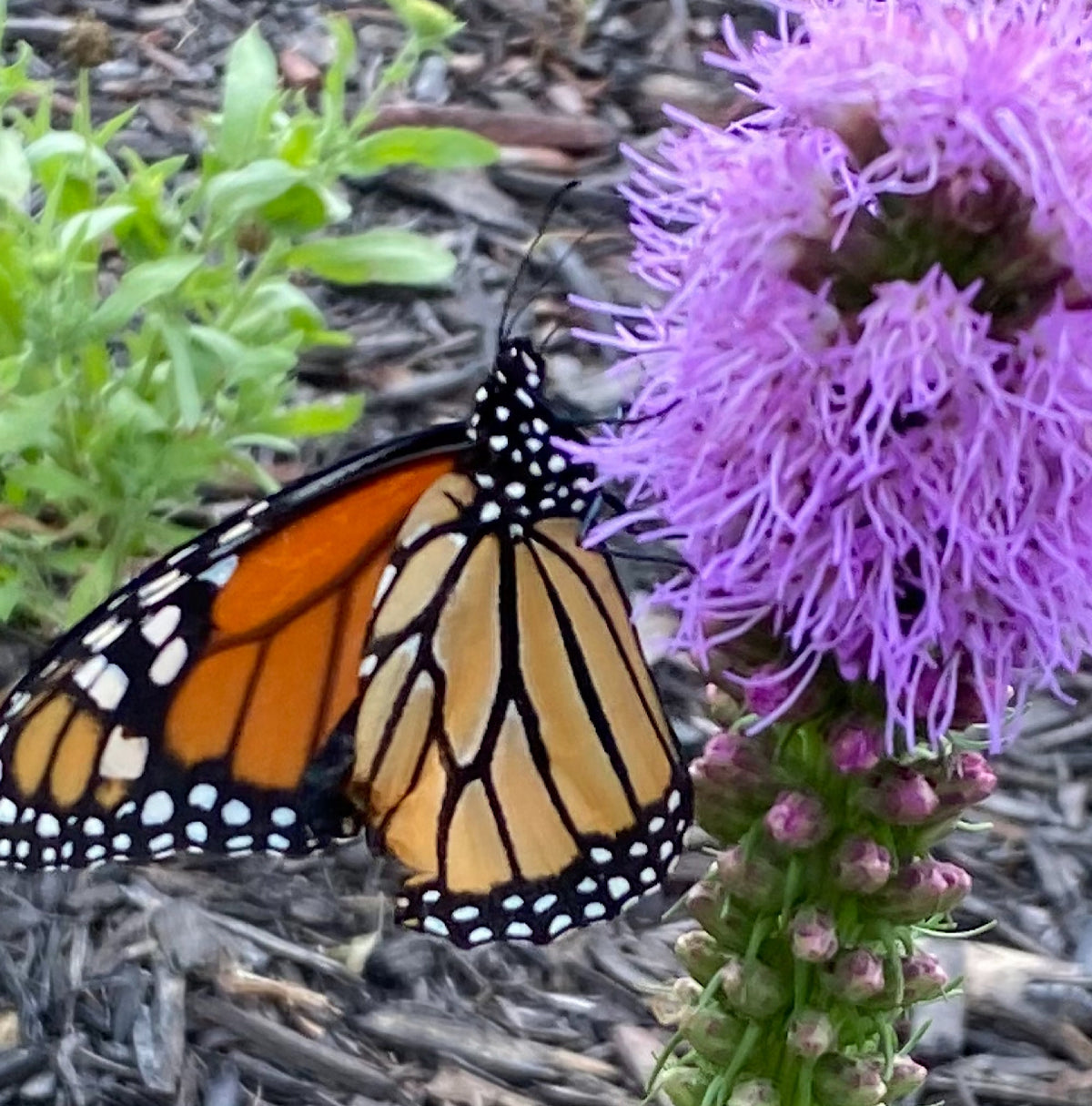 Blazing Star Seeds – 100+ Seeds | Purple Liatris Perennial | Butterfly & Pollinator Favorite