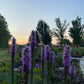 Blazing Star Seeds – 100+ Seeds | Purple Liatris Perennial | Butterfly & Pollinator Favorite