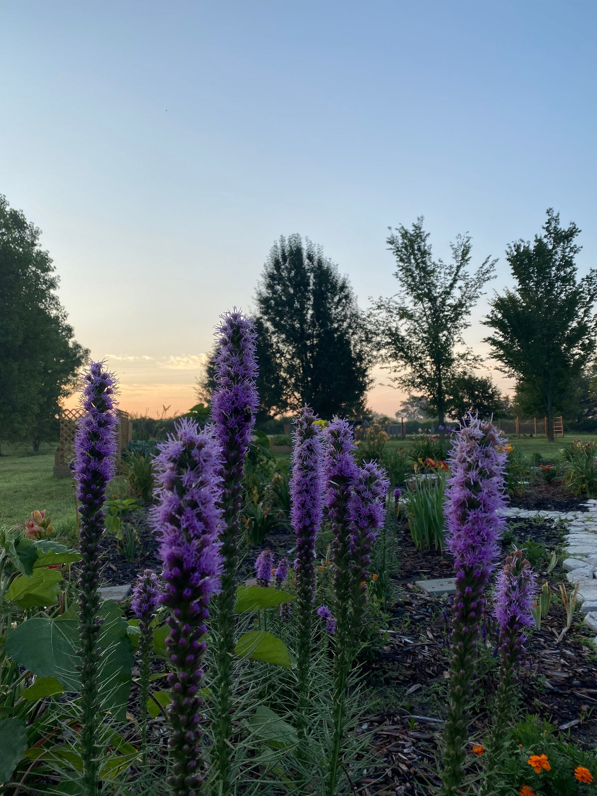 Blazing Star Seeds – 100+ Seeds | Purple Liatris Perennial | Butterfly & Pollinator Favorite