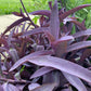 Purple Heart Plant – 3 Fresh Cuttings | Vibrant Purple Foliage