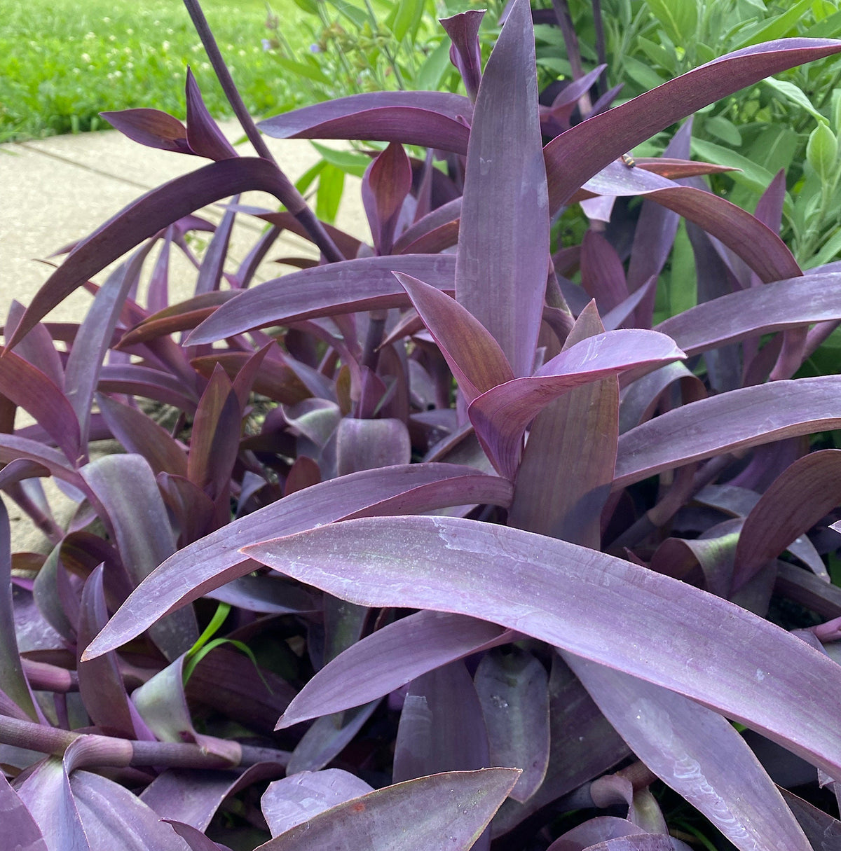 Purple Heart Plant – 3 Fresh Cuttings | Vibrant Purple Foliage