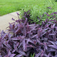 Purple Heart Plant – 3 Fresh Cuttings | Vibrant Purple Foliage