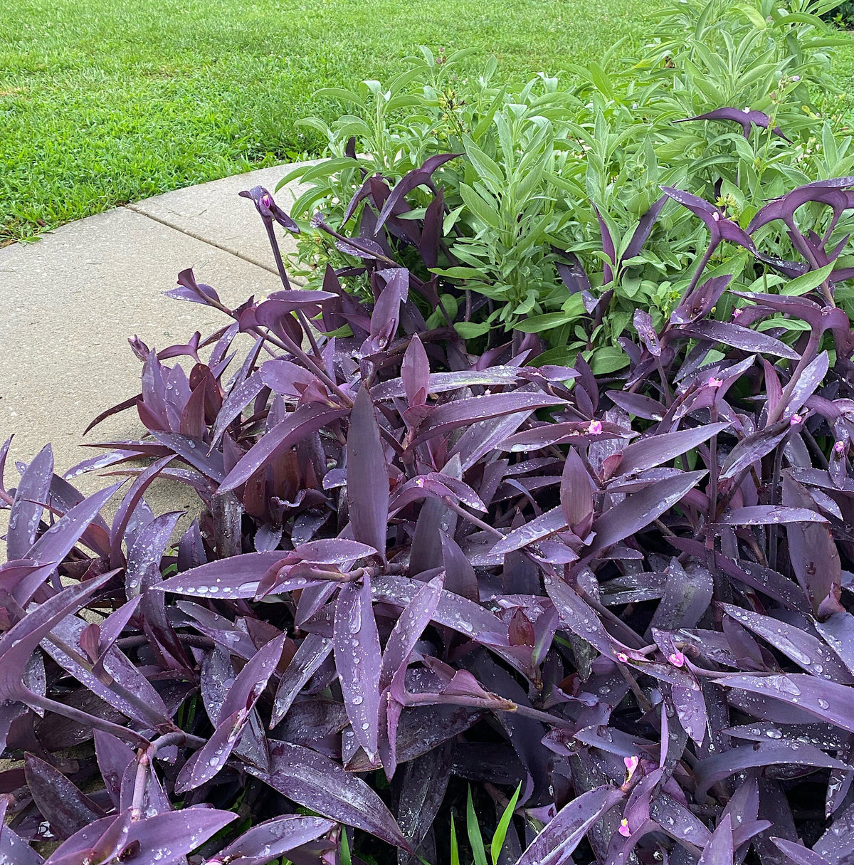 Purple Heart Plant – 3 Fresh Cuttings | Vibrant Purple Foliage
