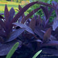 Purple Heart Plant – 3 Fresh Cuttings | Vibrant Purple Foliage