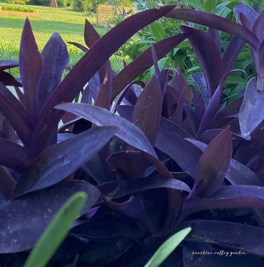 Purple Heart Plant – 3 Fresh Cuttings | Vibrant Purple Foliage