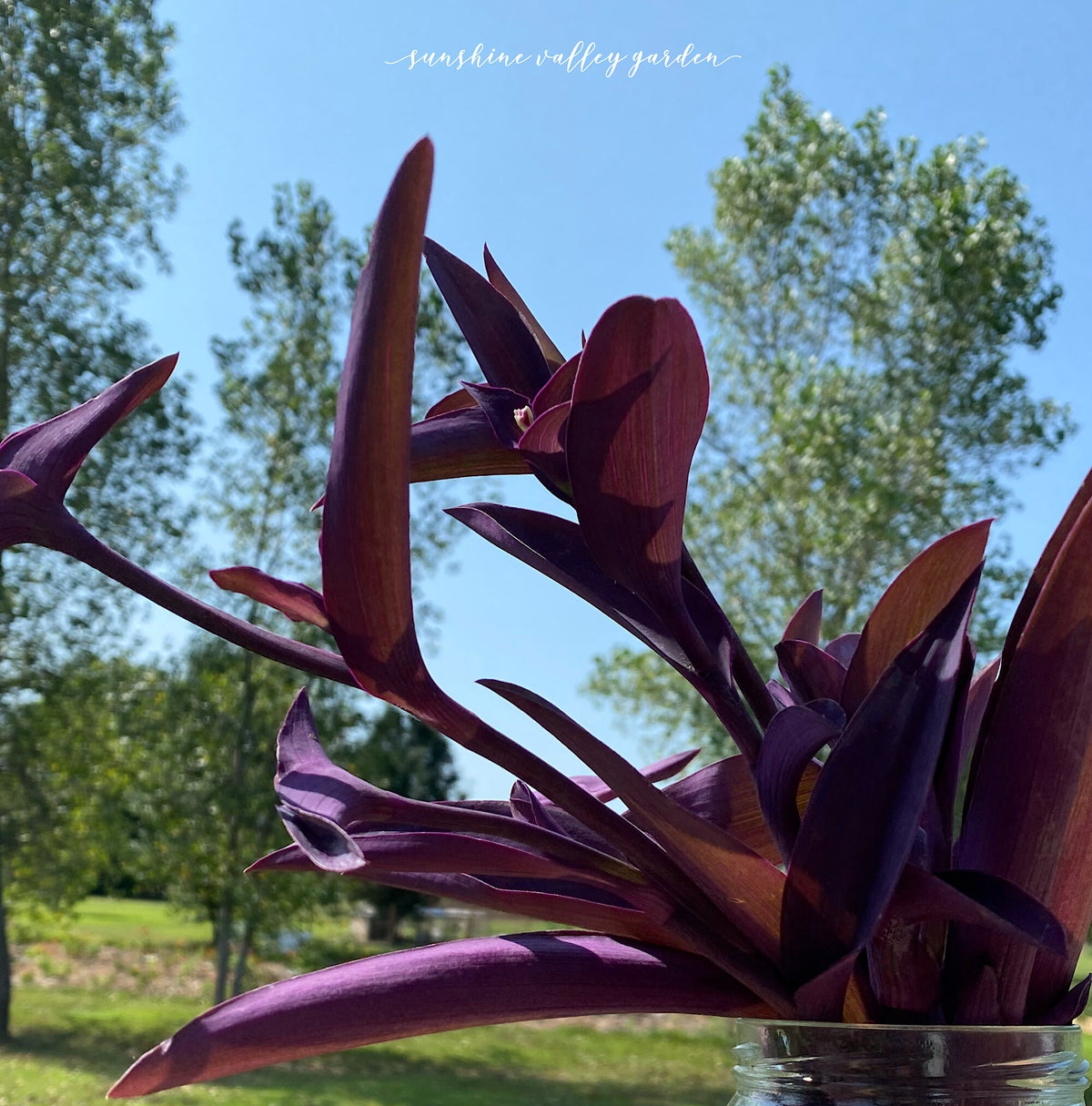 Purple Heart Plant – 3 Fresh Cuttings | Vibrant Purple Foliage