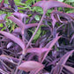 Purple Heart Plant – 3 Fresh Cuttings | Vibrant Purple Foliage