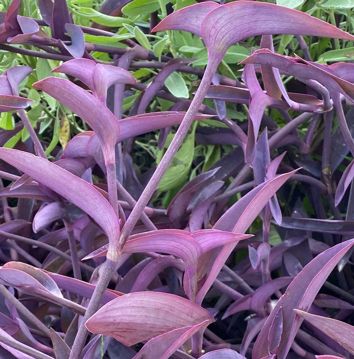 Purple Heart Plant – 3 Fresh Cuttings | Vibrant Purple Foliage