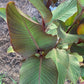 Giant Canna Musifolia Lily Seed Pack
