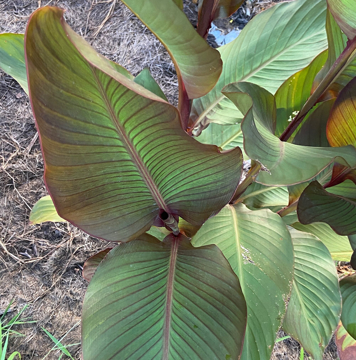 Giant Canna Musifolia Lily Seed Pack