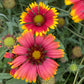 Blanket Flower Seeds | Gaillardia | Hardy, Long-Blooming Perennial
