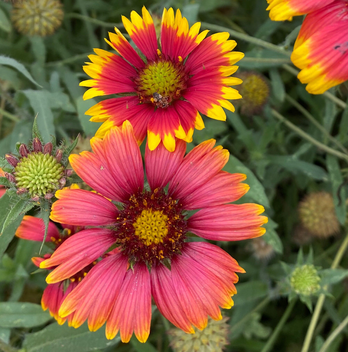 Blanket Flower Seeds | Gaillardia | Hardy, Long-Blooming Perennial