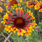 Blanket Flower Seeds | Gaillardia | Hardy, Long-Blooming Perennial