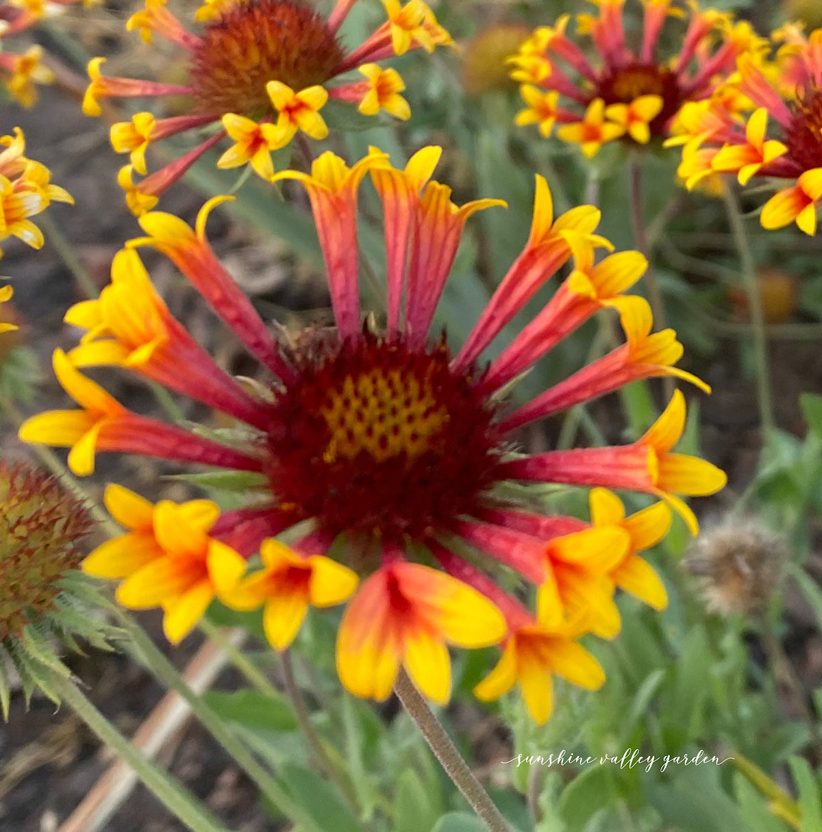 Blanket Flower Seeds | Gaillardia | Hardy, Long-Blooming Perennial