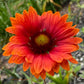 Blanket Flower Seeds | Gaillardia | Hardy, Long-Blooming Perennial