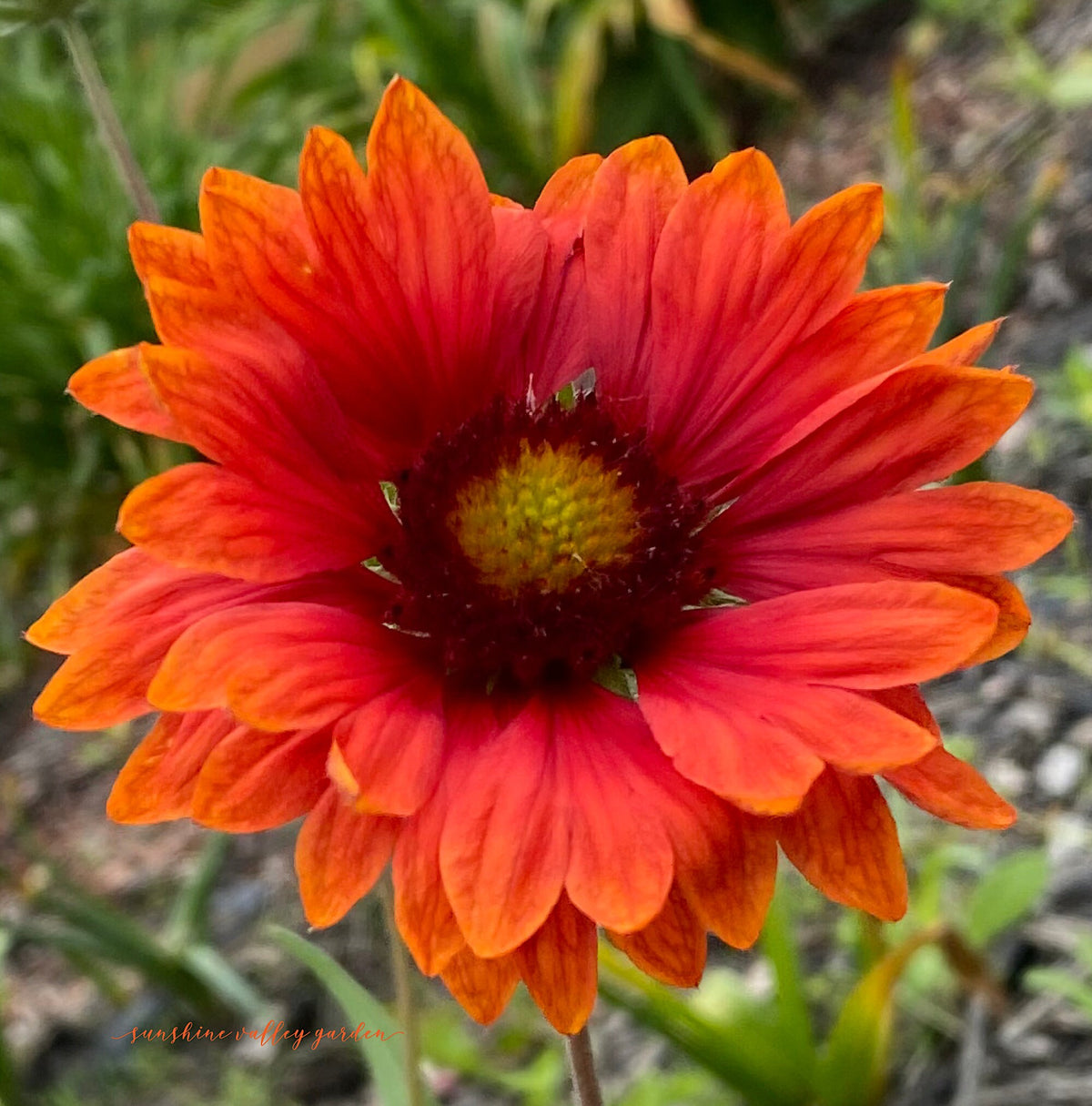 Blanket Flower Seeds | Gaillardia | Hardy, Long-Blooming Perennial