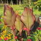 Giant Canna Musifolia Lily Seed Pack