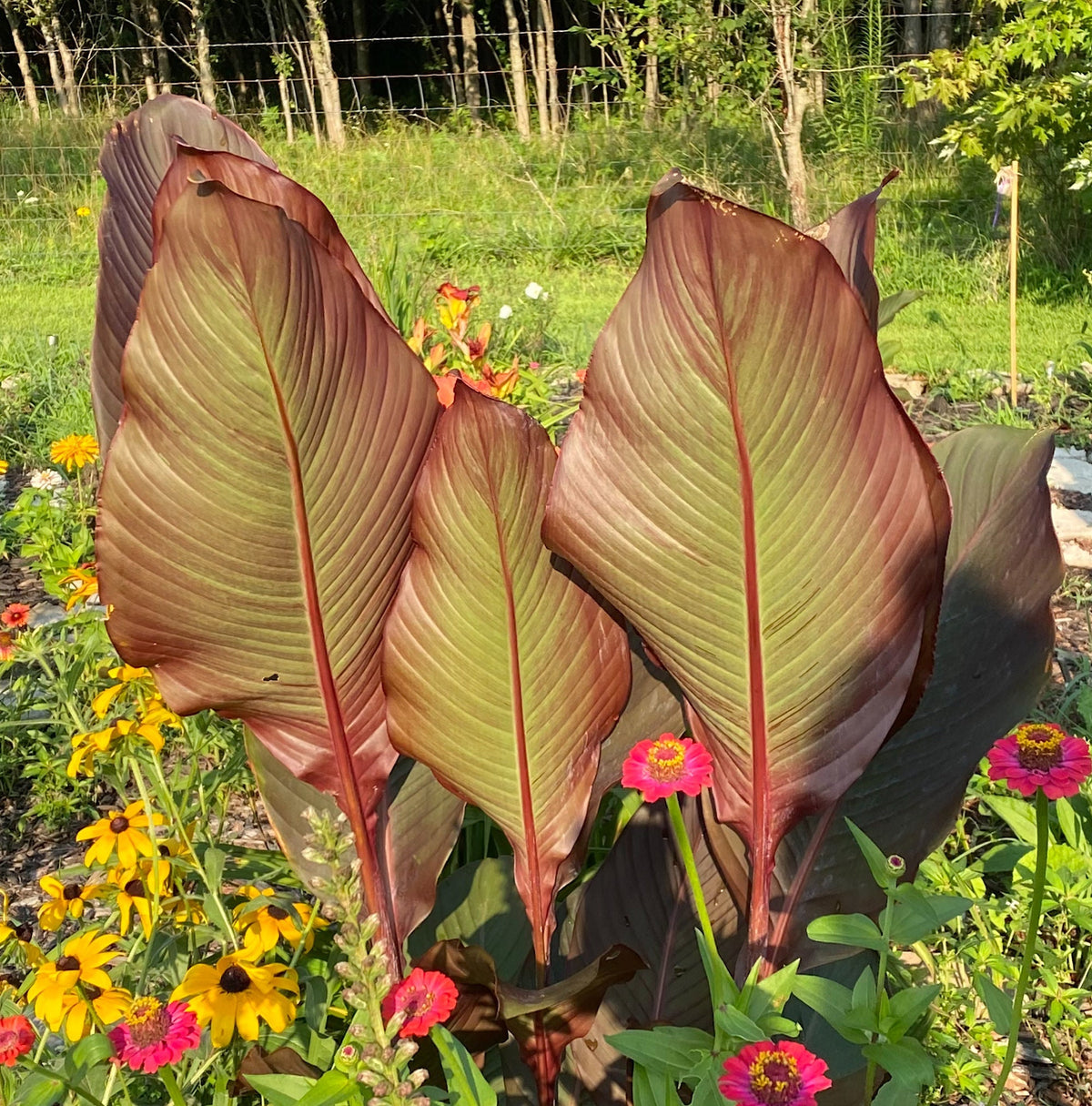 Giant Canna Musifolia Lily Seed Pack