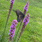 Blazing Star Seeds – 100+ Seeds | Purple Liatris Perennial | Butterfly & Pollinator Favorite
