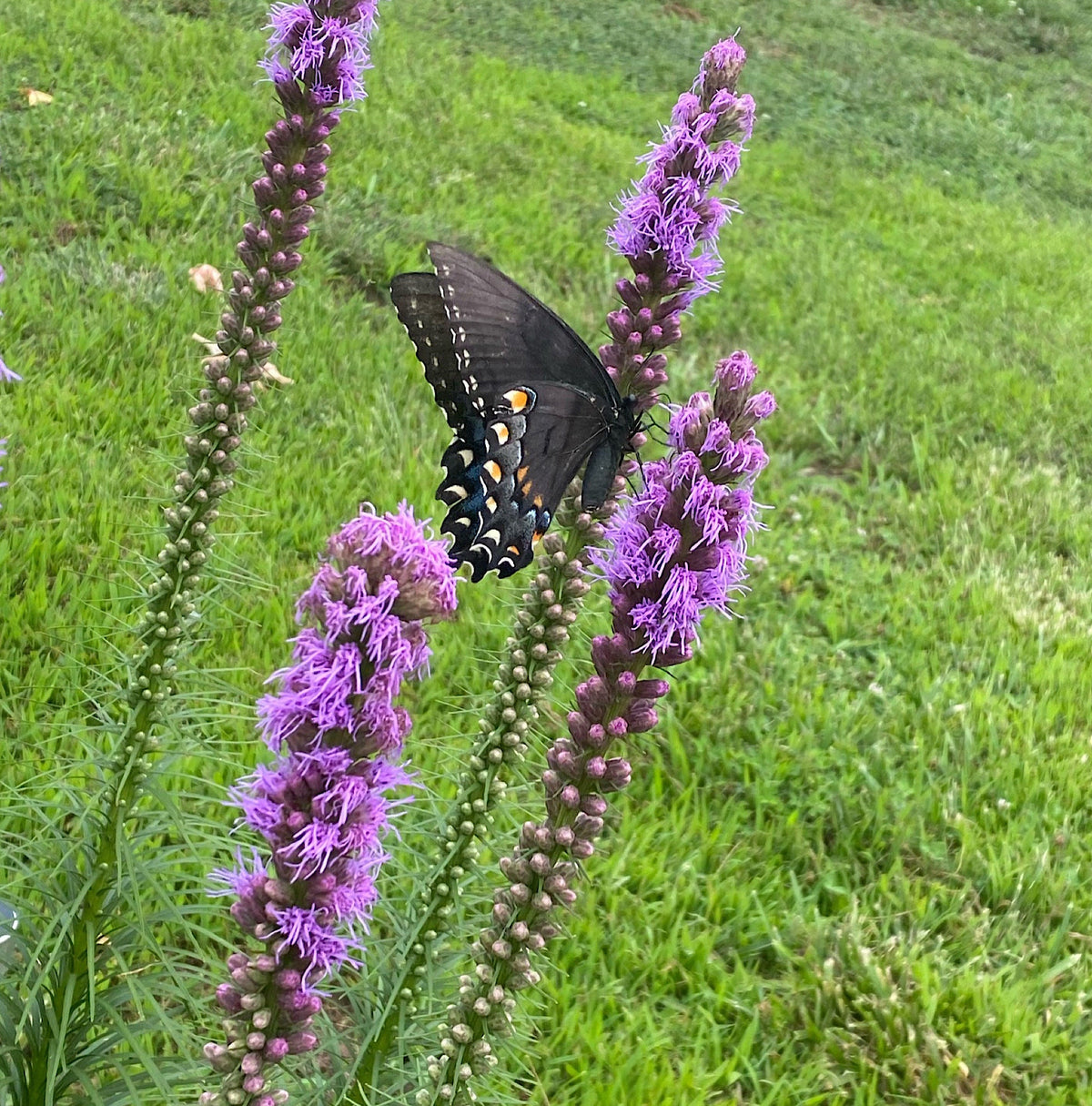 Blazing Star Seeds – 100+ Seeds | Purple Liatris Perennial | Butterfly & Pollinator Favorite