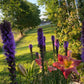 Blazing Star Seeds – 100+ Seeds | Purple Liatris Perennial | Butterfly & Pollinator Favorite
