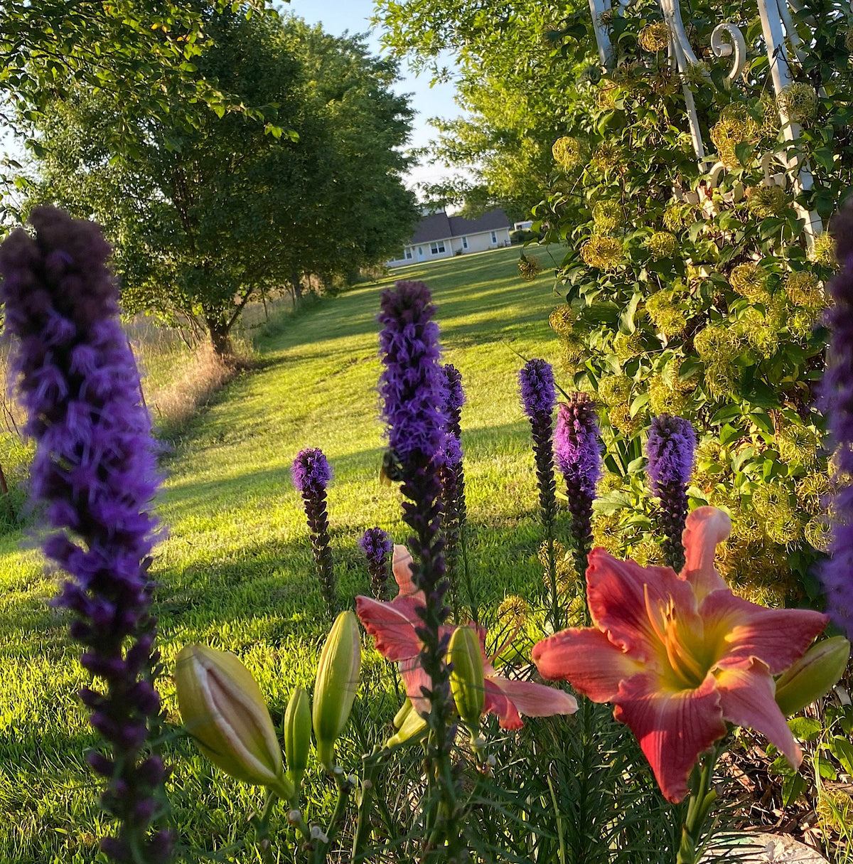 Blazing Star Seeds – 100+ Seeds | Purple Liatris Perennial | Butterfly & Pollinator Favorite