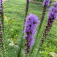 Blazing Star Seeds – 100+ Seeds | Purple Liatris Perennial | Butterfly & Pollinator Favorite