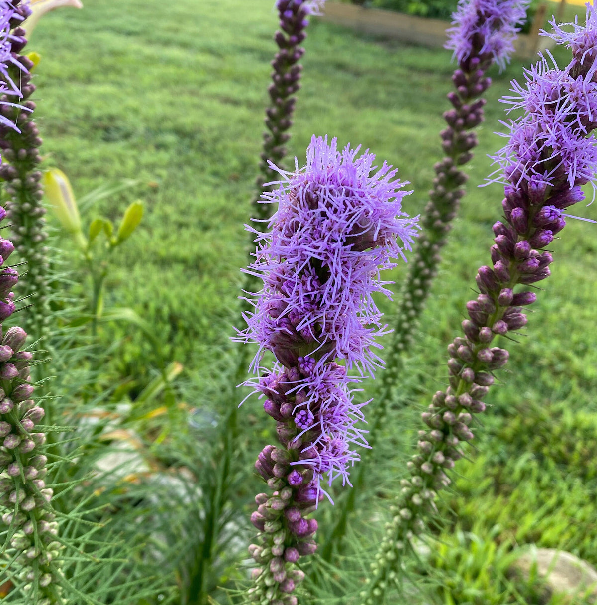 Blazing Star Seeds – 100+ Seeds | Purple Liatris Perennial | Butterfly & Pollinator Favorite