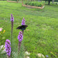 Blazing Star Seeds – 100+ Seeds | Purple Liatris Perennial | Butterfly & Pollinator Favorite