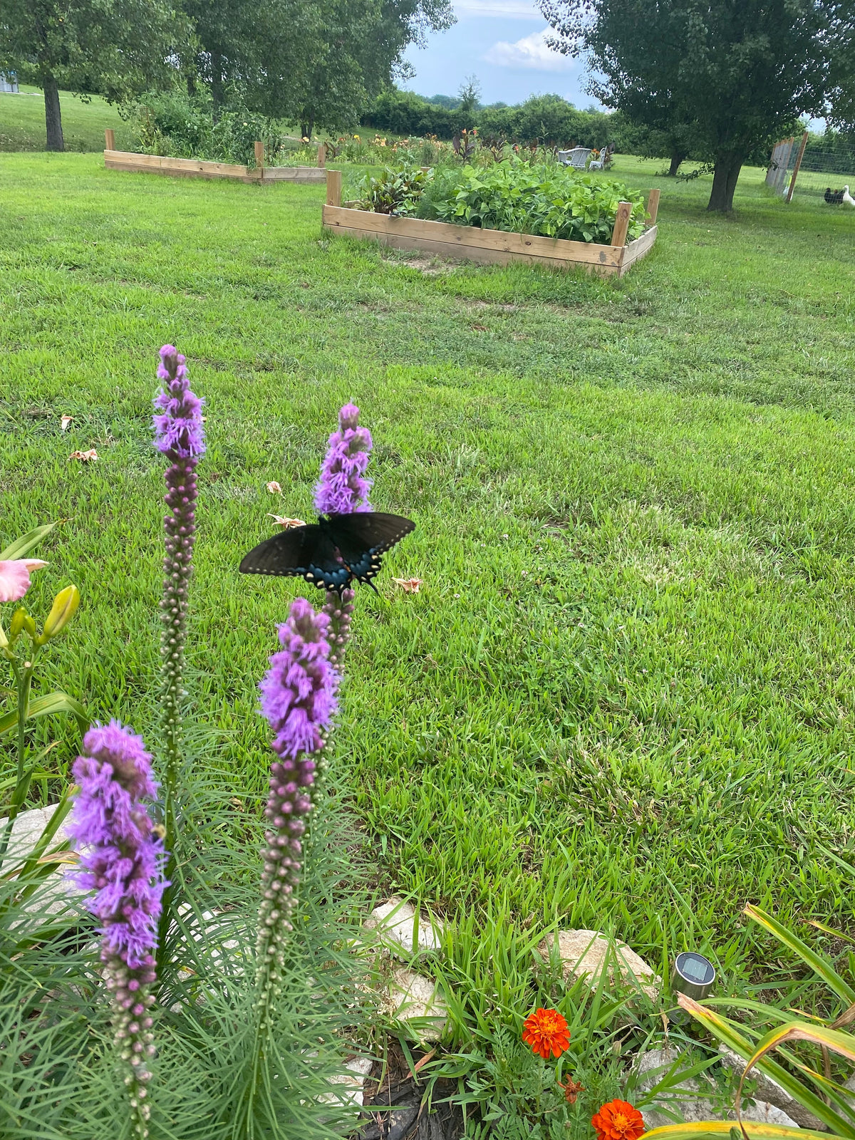 Blazing Star Seeds – 100+ Seeds | Purple Liatris Perennial | Butterfly & Pollinator Favorite
