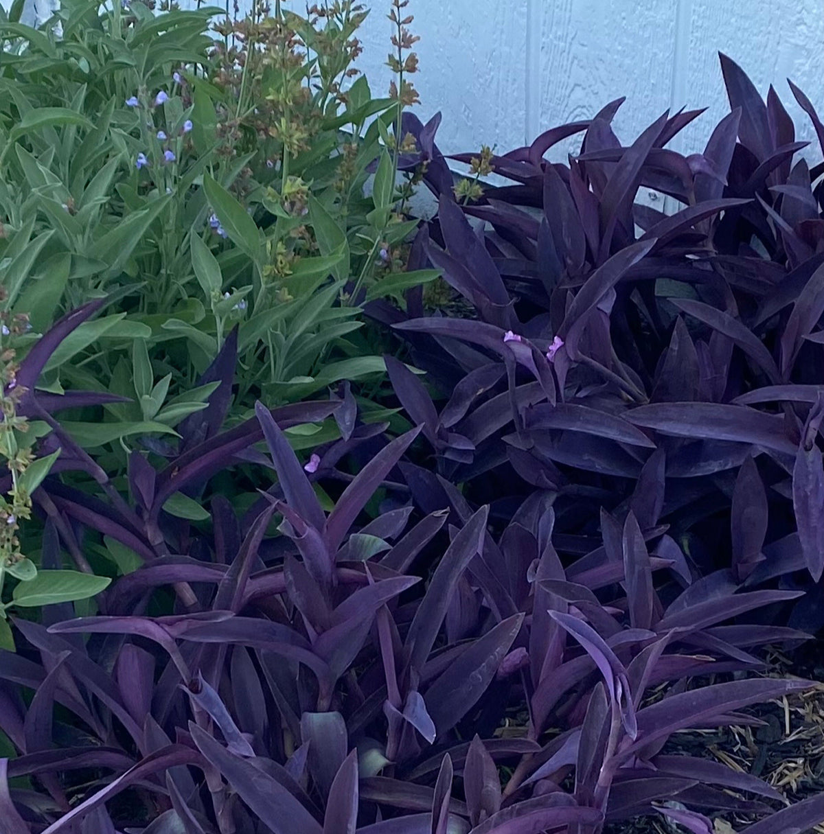 Purple Heart Plant – 3 Fresh Cuttings | Vibrant Purple Foliage