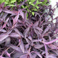 Purple Heart Plant – 3 Fresh Cuttings | Vibrant Purple Foliage