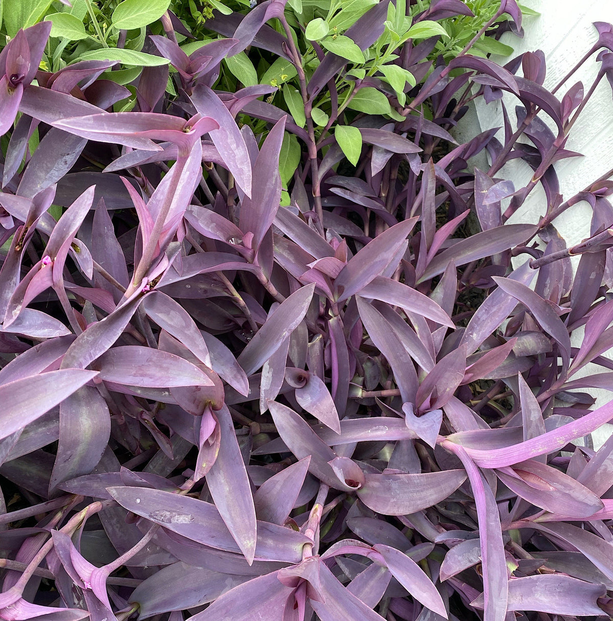 Purple Heart Plant – 3 Fresh Cuttings | Vibrant Purple Foliage