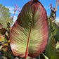 Giant Canna Musifolia Lily Seed Pack
