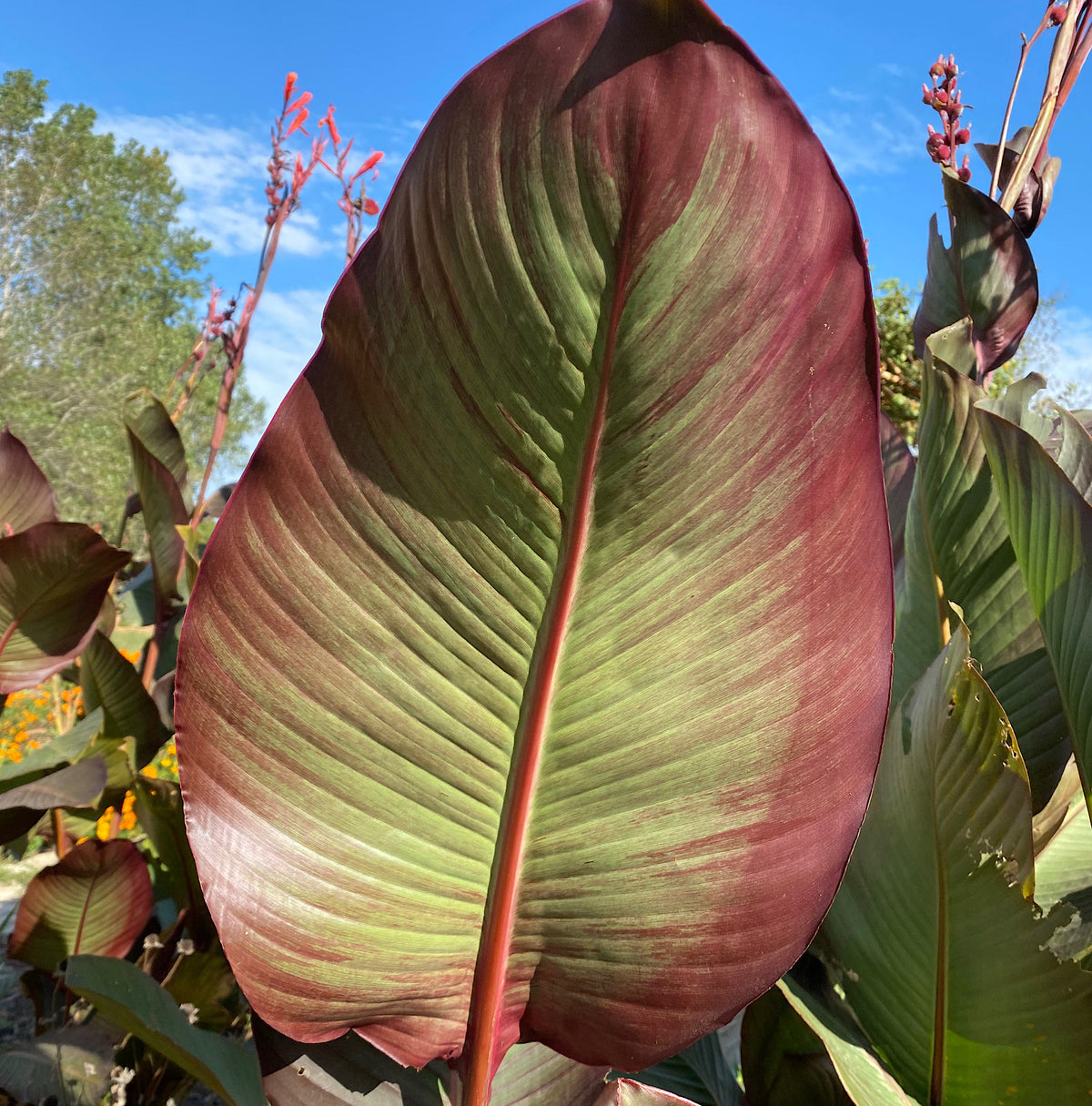 Giant Canna Musifolia Lily Seed Pack