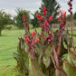 Giant Canna Musifolia Lily Seed Pack