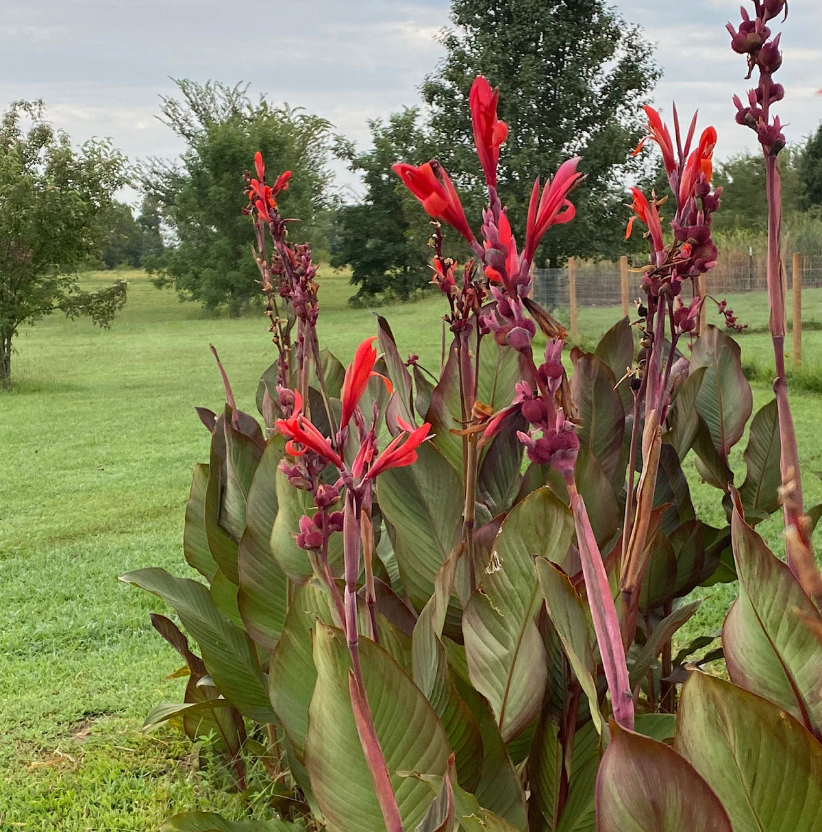 Giant Canna Musifolia Lily Seed Pack