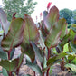 Giant Canna Musifolia Lily Seed Pack