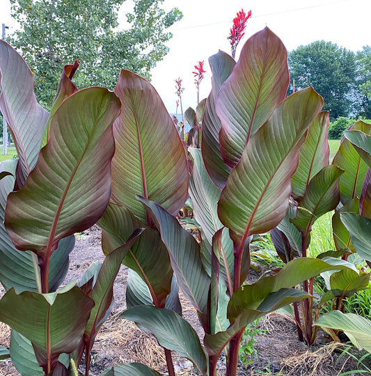 Giant Canna Musifolia Lily Seed Pack