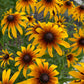 Gloriosa Daisy Seeds | Giant Bi-Color Blooms | Hardy Perennial