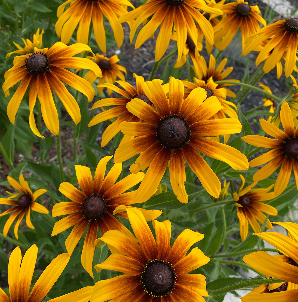 Gloriosa Daisy Seeds | Giant Bi-Color Blooms | Hardy Perennial