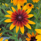 Gloriosa Daisy Seeds | Giant Bi-Color Blooms | Hardy Perennial