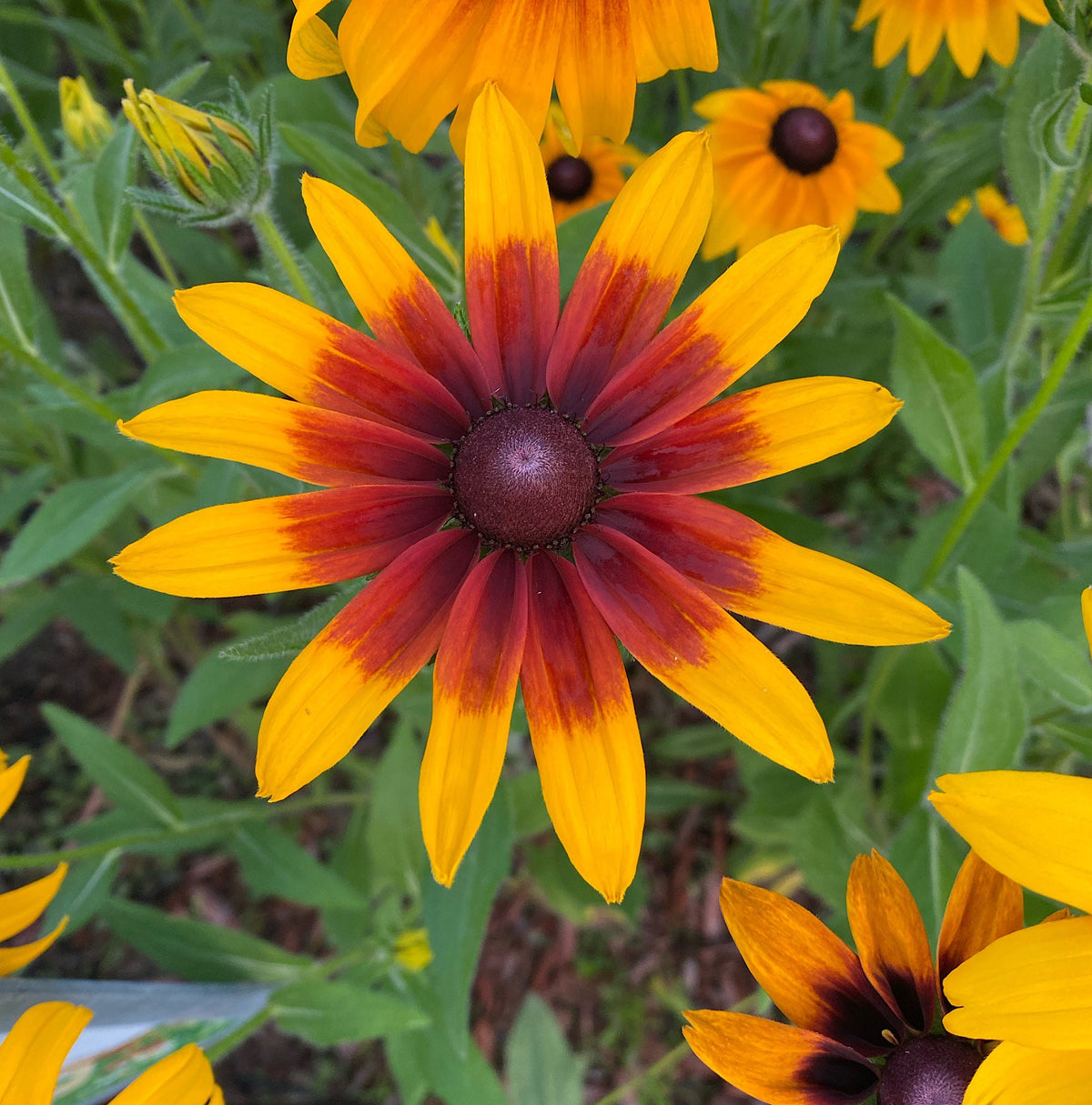 Gloriosa Daisy Seeds | Giant Bi-Color Blooms | Hardy Perennial