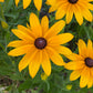 Gloriosa Daisy Seeds | Giant Bi-Color Blooms | Hardy Perennial