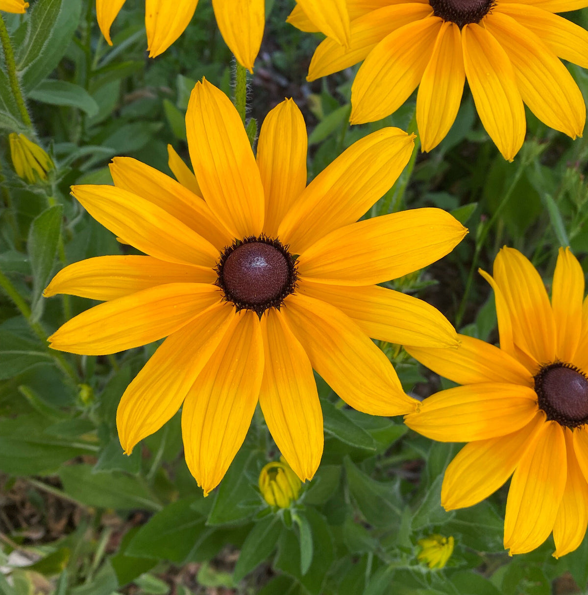 Gloriosa Daisy Seeds | Giant Bi-Color Blooms | Hardy Perennial
