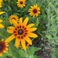 Gloriosa Daisy Seeds | Giant Bi-Color Blooms | Hardy Perennial